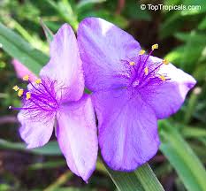 Attēlu rezultāti vaicājumam “Tradescantia virginiana flower”