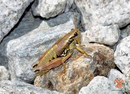 Attēlu rezultāti vaicājumam “Podisma pedestris”