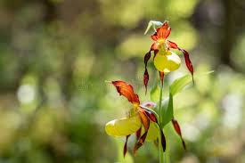 Attēlu rezultāti vaicājumam “Cypripedium calceolus flower”