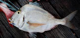 Image result for Calamus nodosus