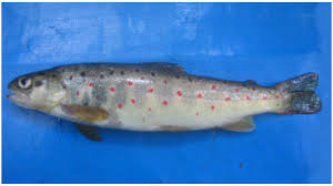 Image result for Salmo macrostigma