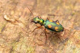 Attēlu rezultāti vaicājumam “Carabidae”