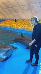 Image result for Gosport Dolphins Swimming Club