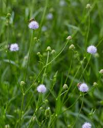 Image result for Succisella inflexa