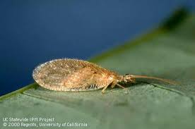 Attēlu rezultāti vaicājumam “Hemerobiidae”