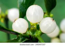 Attēlu rezultāti vaicājumam “Viscum album fruit”