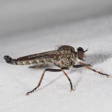 Attēlu rezultāti vaicājumam “Asilidae”