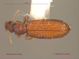 Attēlu rezultāti vaicājumam “Dienerella elongata”