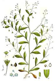 Attēlu rezultāti vaicājumam “Myosotis sparsiflora flower”