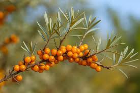 Attēlu rezultāti vaicājumam “Hippophae rhamnoides”