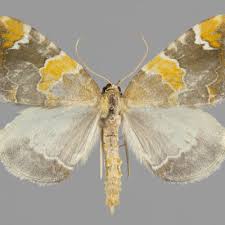 Attēlu rezultāti vaicājumam “Eulithis pyropata”