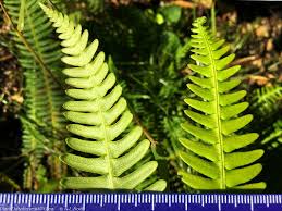 Attēlu rezultāti vaicājumam “Blechnum spicant”