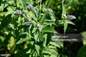 Attēlu rezultāti vaicājumam “Mentha longifolia flower”
