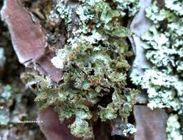 Attēlu rezultāti vaicājumam “Platismatia glauca”