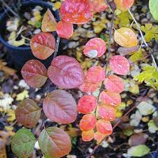Attēlu rezultāti vaicājumam “Cotoneaster multiflorus leaf”