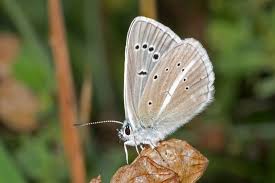 Attēlu rezultāti vaicājumam “Agrodiaetus damon”