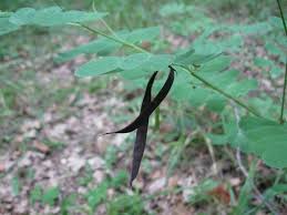 Attēlu rezultāti vaicājumam “Lathyrus niger”