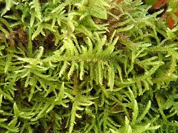 Attēlu rezultāti vaicājumam “Hygroamblystegium humile”