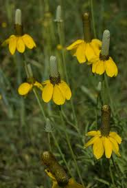 Image result for Ratibida columnifera