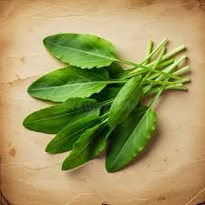 Attēlu rezultāti vaicājumam “Rumex acetosa leaf”