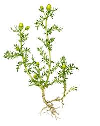 Attēlu rezultāti vaicājumam “Matricaria discoidea leaf”