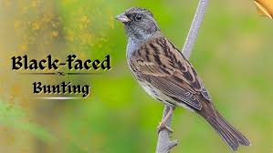 Image result for Emberiza spodocephala