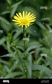 Image result for Buphthalmum salicifolium