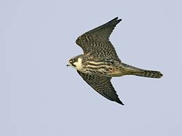 Attēlu rezultāti vaicājumam “Falco subbuteo”