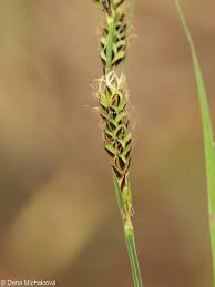 Attēlu rezultāti vaicājumam “Carex hartmanii”