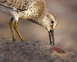 Attēlu rezultāti vaicājumam “Calidris canutus adult”