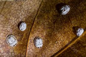 Attēlu rezultāti vaicājumam “Aleurochiton aceris”