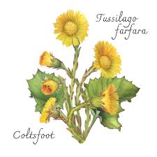 Attēlu rezultāti vaicājumam “Tussilago farfara flower”