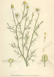 Image result for Matricaria recutita (chamomilla)