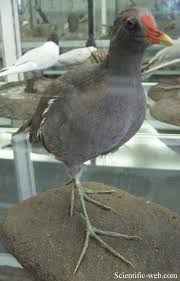 Attēlu rezultāti vaicājumam “Gallinula chloropus adult”