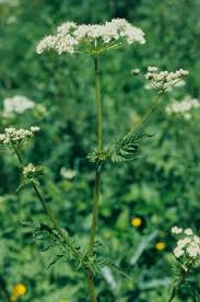 Attēlu rezultāti vaicājumam “Chaerophyllum aromaticum fruit”