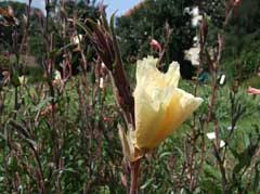 Image result for Oenothera odorata