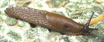 Attēlu rezultāti vaicājumam “Arion lusitanicus adult”