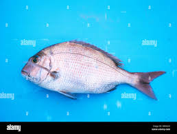 Image result for Pagrus