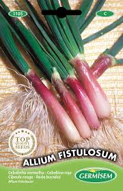 Résultat de recherche d'images pour "Allium fistulosum"