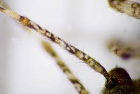 Attēlu rezultāti vaicājumam “Phytocoris longipennis”