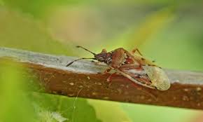 Attēlu rezultāti vaicājumam “Kleidocerys resedae”