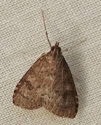 Attēlu rezultāti vaicājumam “Mollisia uda”