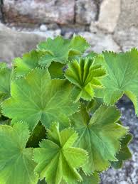 Image result for Alchemilla mollis