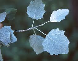 Attēlu rezultāti vaicājumam “Populus alba”