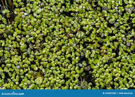 Attēlu rezultāti vaicājumam “Lemna trisulca”