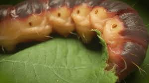 Attēlu rezultāti vaicājumam “Cossus cossus larva”