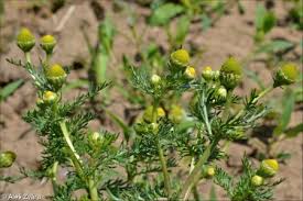 Attēlu rezultāti vaicājumam “Matricaria discoidea flower”