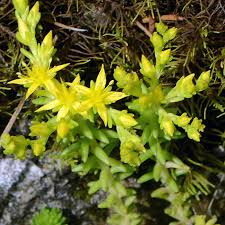 Attēlu rezultāti vaicājumam “Sedum sexangulare leaf”