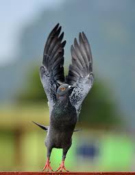 Attēlu rezultāti vaicājumam “Columba livia f. domestica”