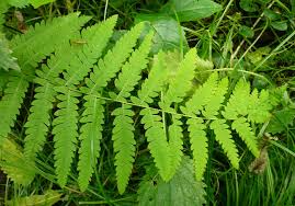 Attēlu rezultāti vaicājumam “Thelypteris palustris”